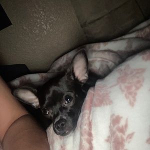 Meet your Posher, Mia